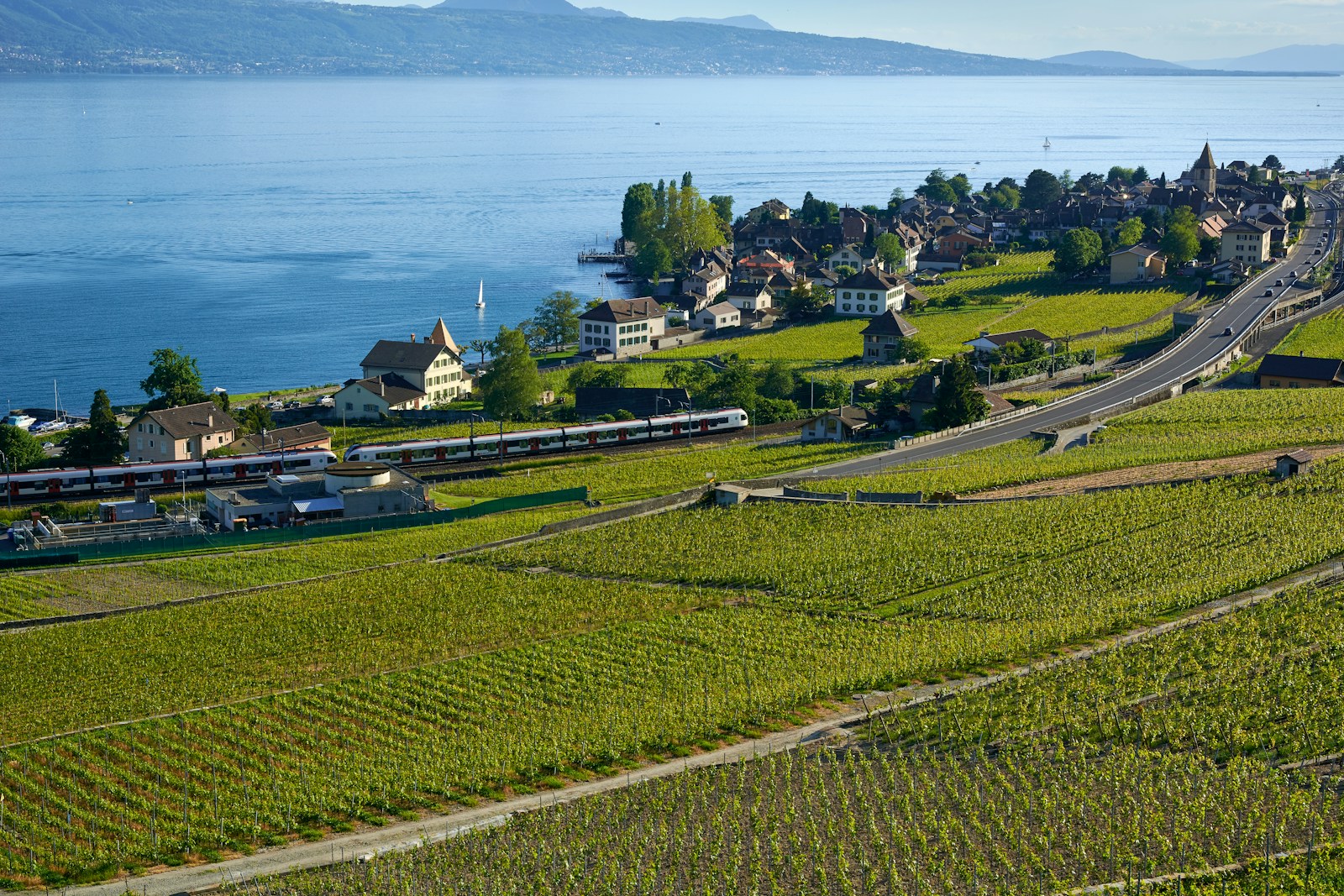 a green field with houses and trees by a body of water
