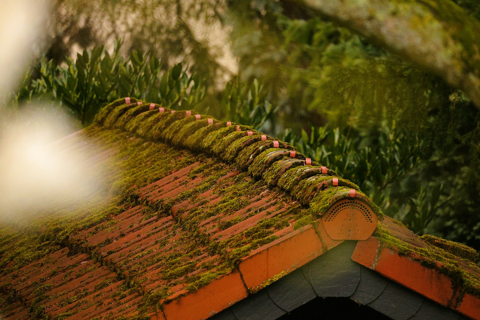 Mossy terracotta roof tiles with green foliage background